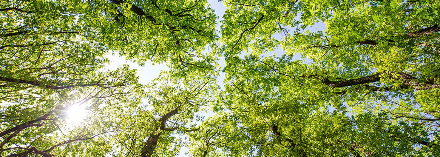 green forest trees